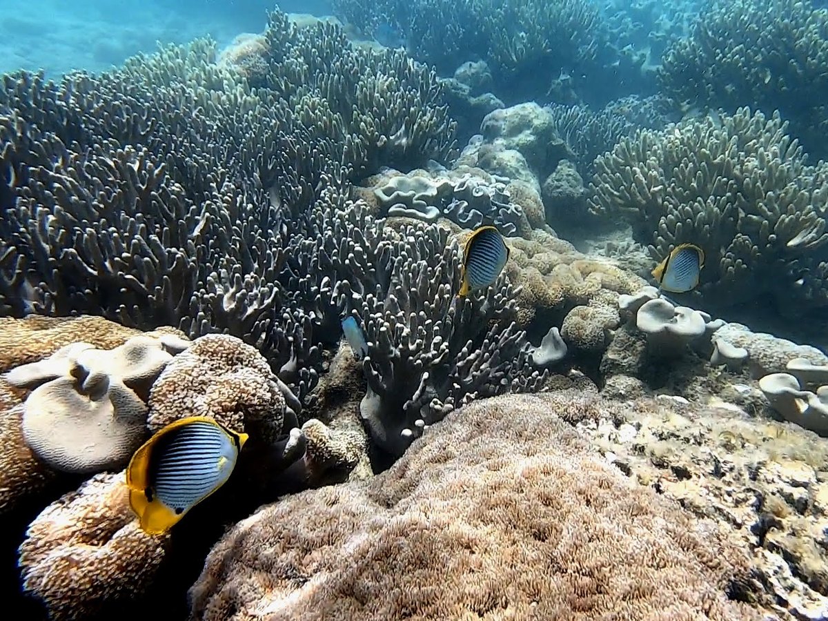 Korallenriff bei der Insel Bidadari in Indonesien