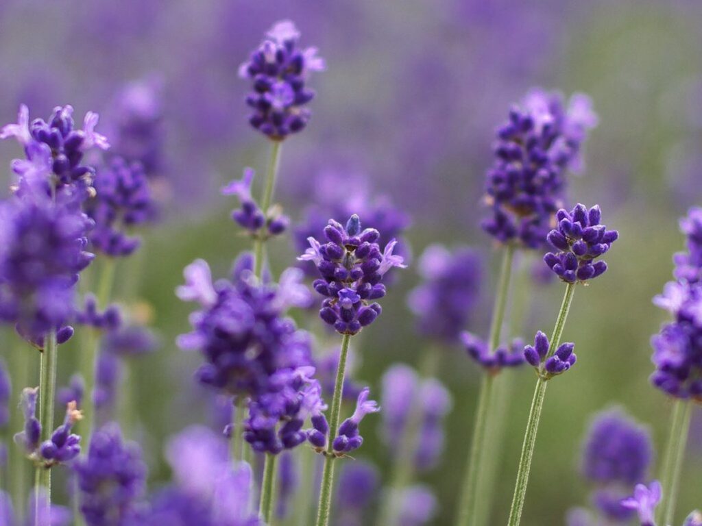 Close up of lavender flower