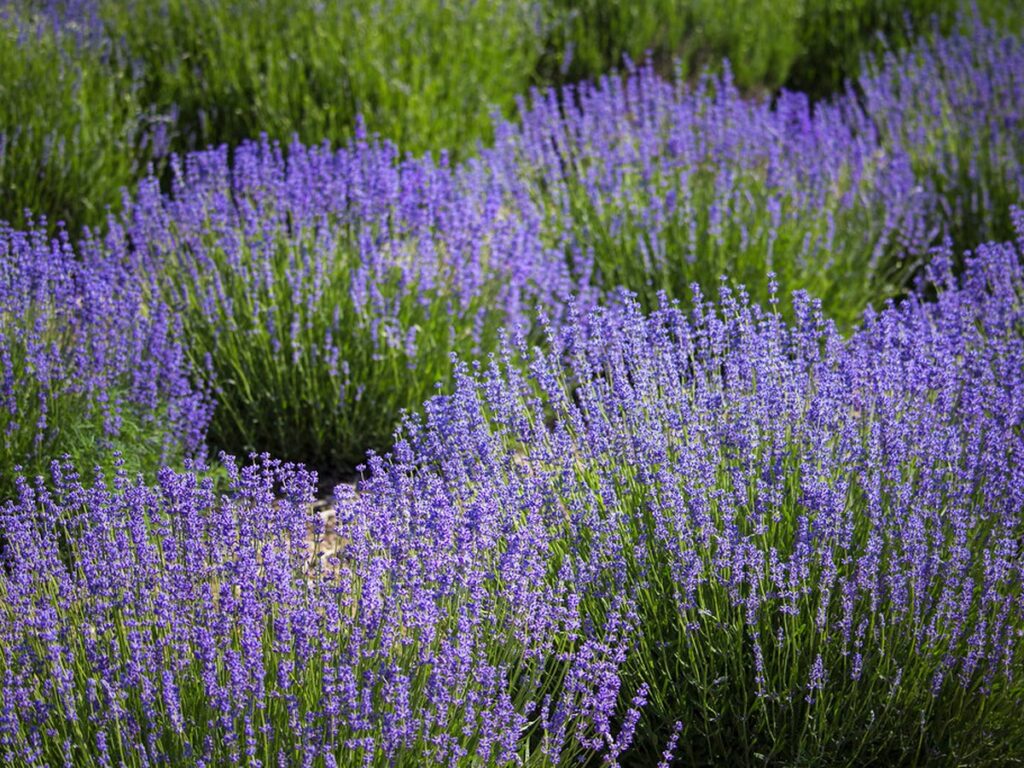 Cascade Lavender Farm, near Madras, in June, Oregon