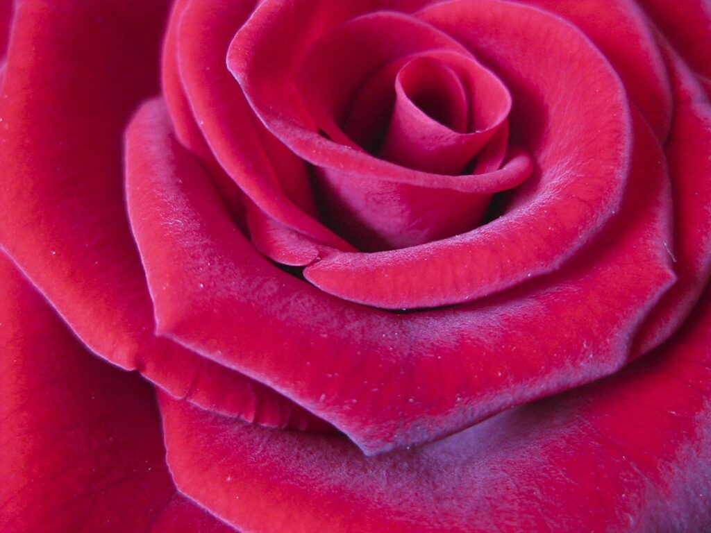 Rose petals close-up