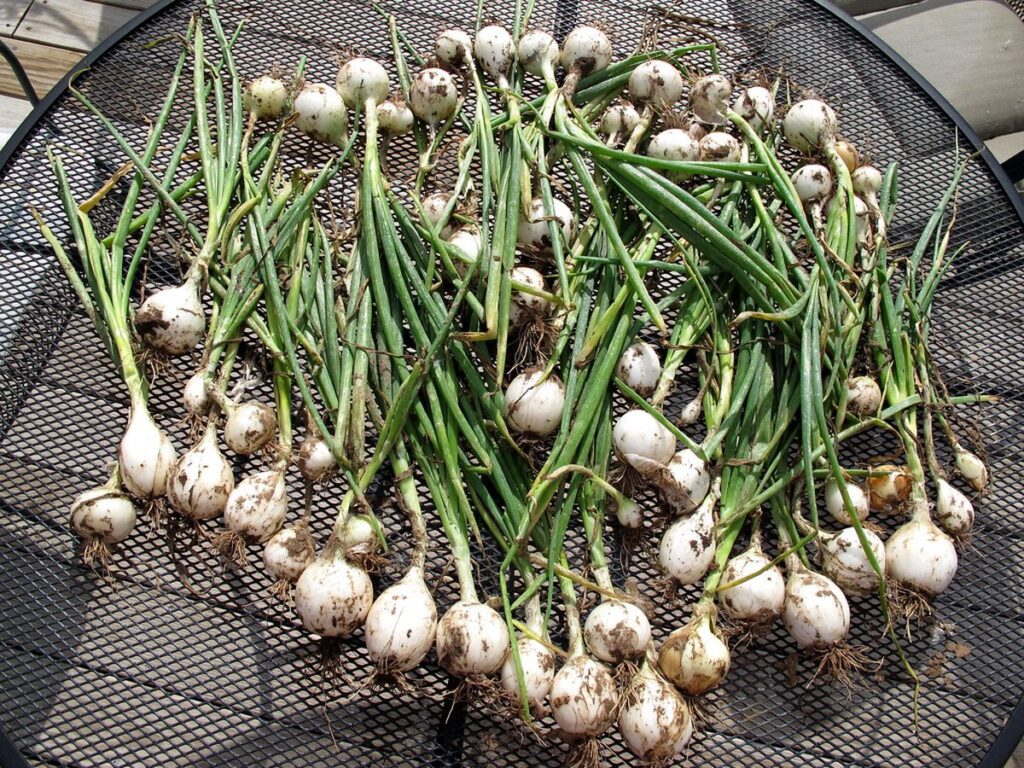 Drying the Onions
