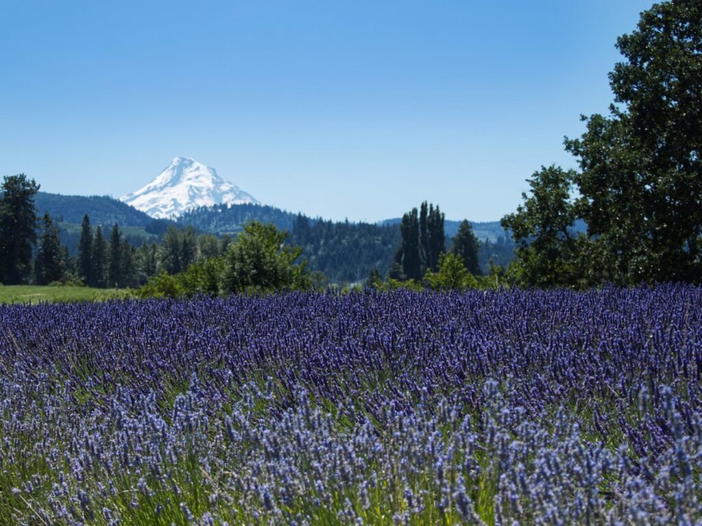 Hope Ranch Lavender Farm, Hood River, Oregon