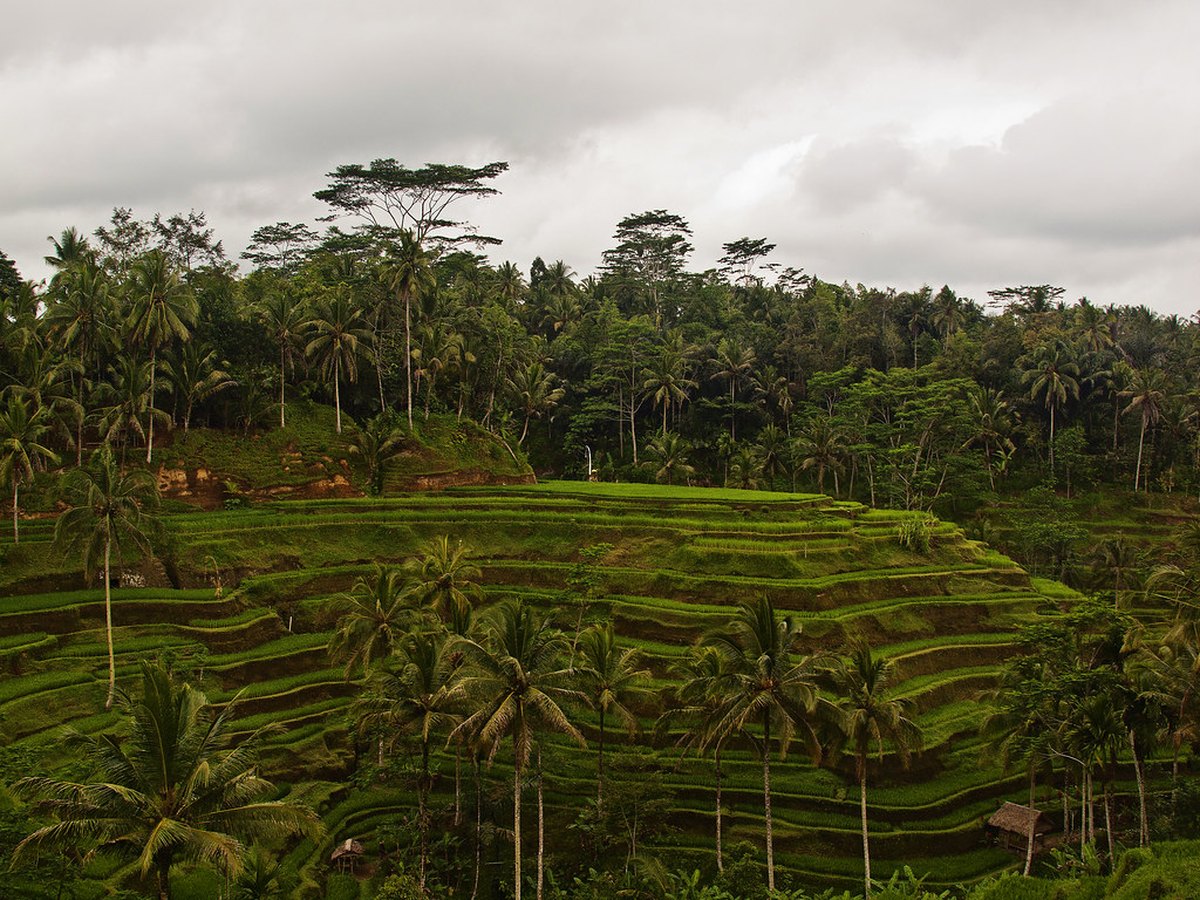 Grüne Reisterrassen auf der indonesischen Insel Bali