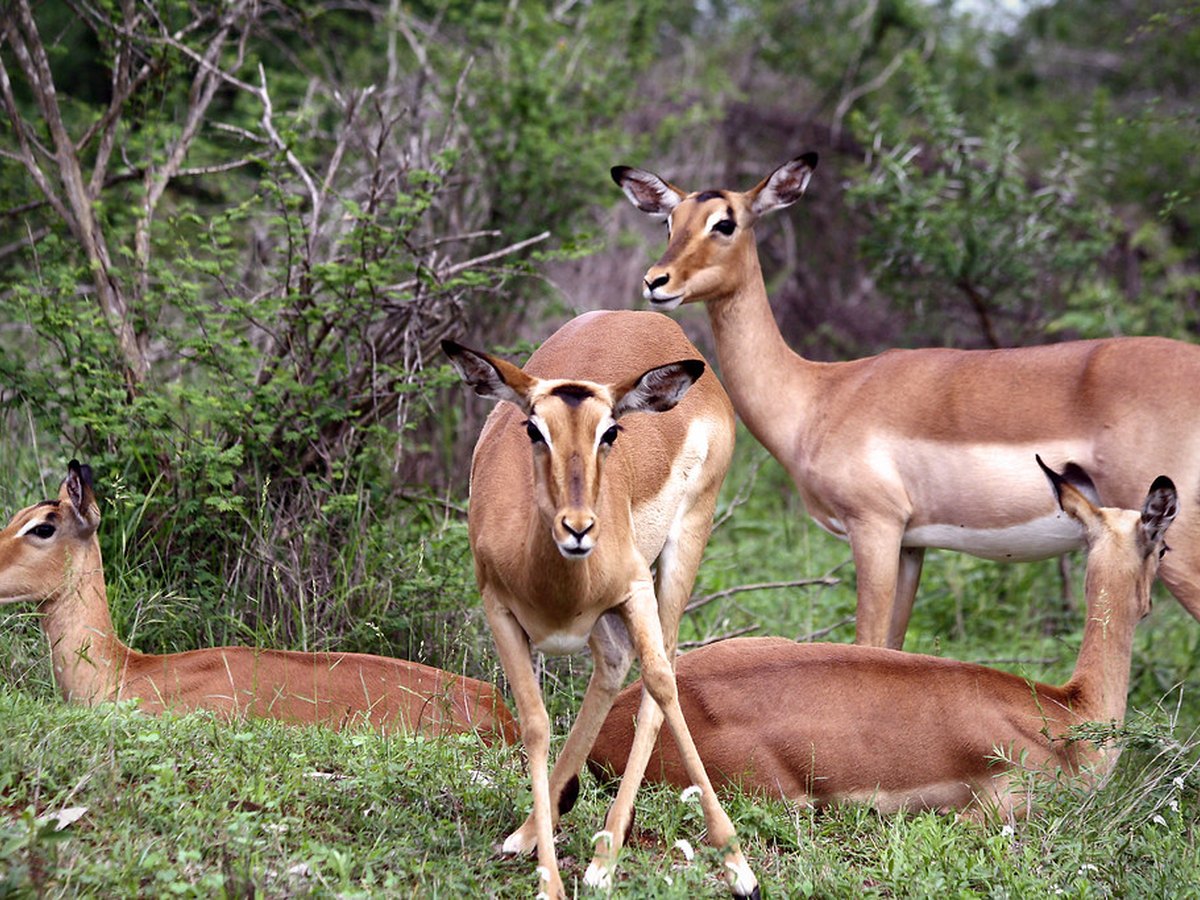 Savannenlandschaft mit Wildtieren in Südafrika