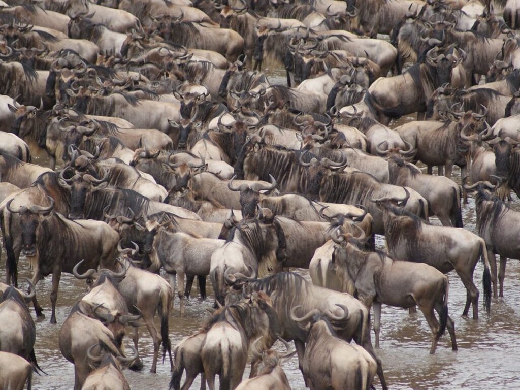 Gnuherde bei der großen Tierwanderung in der Masai Mara