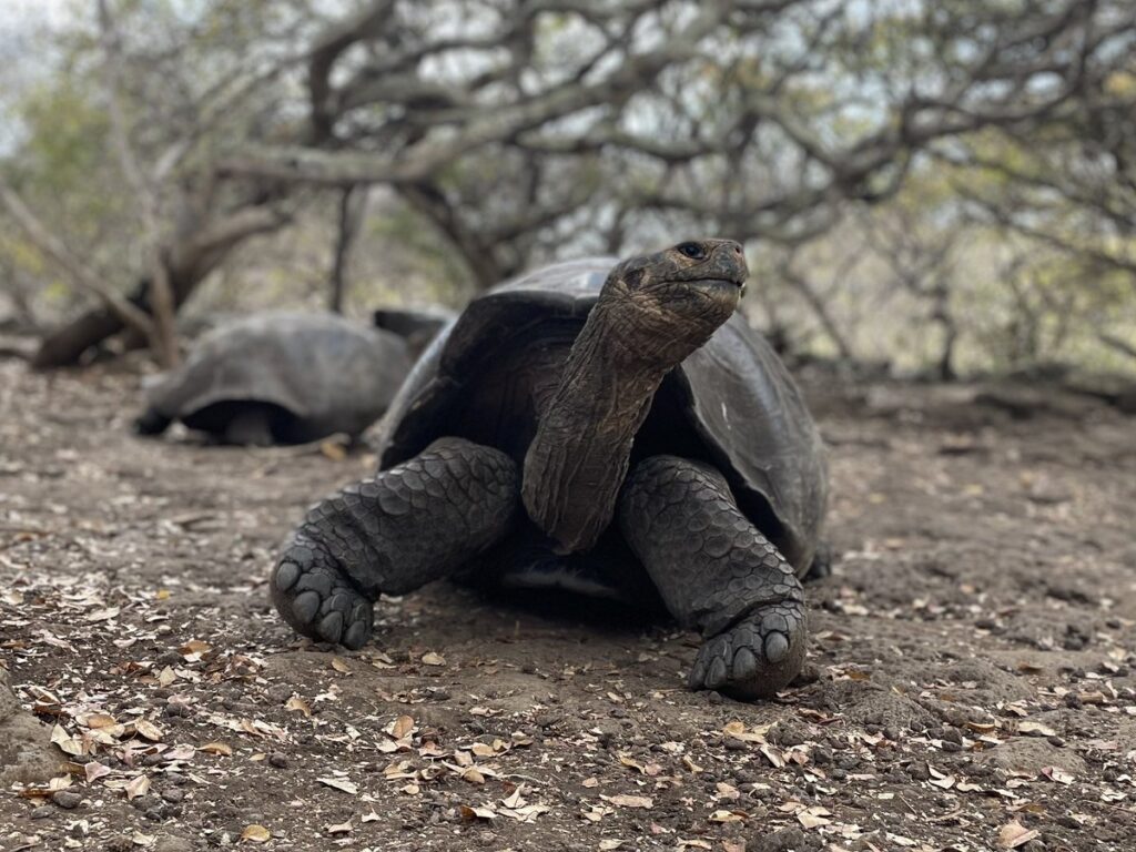Galápagos-Riesenschildkröte in ihrem natürlichen Lebensraum