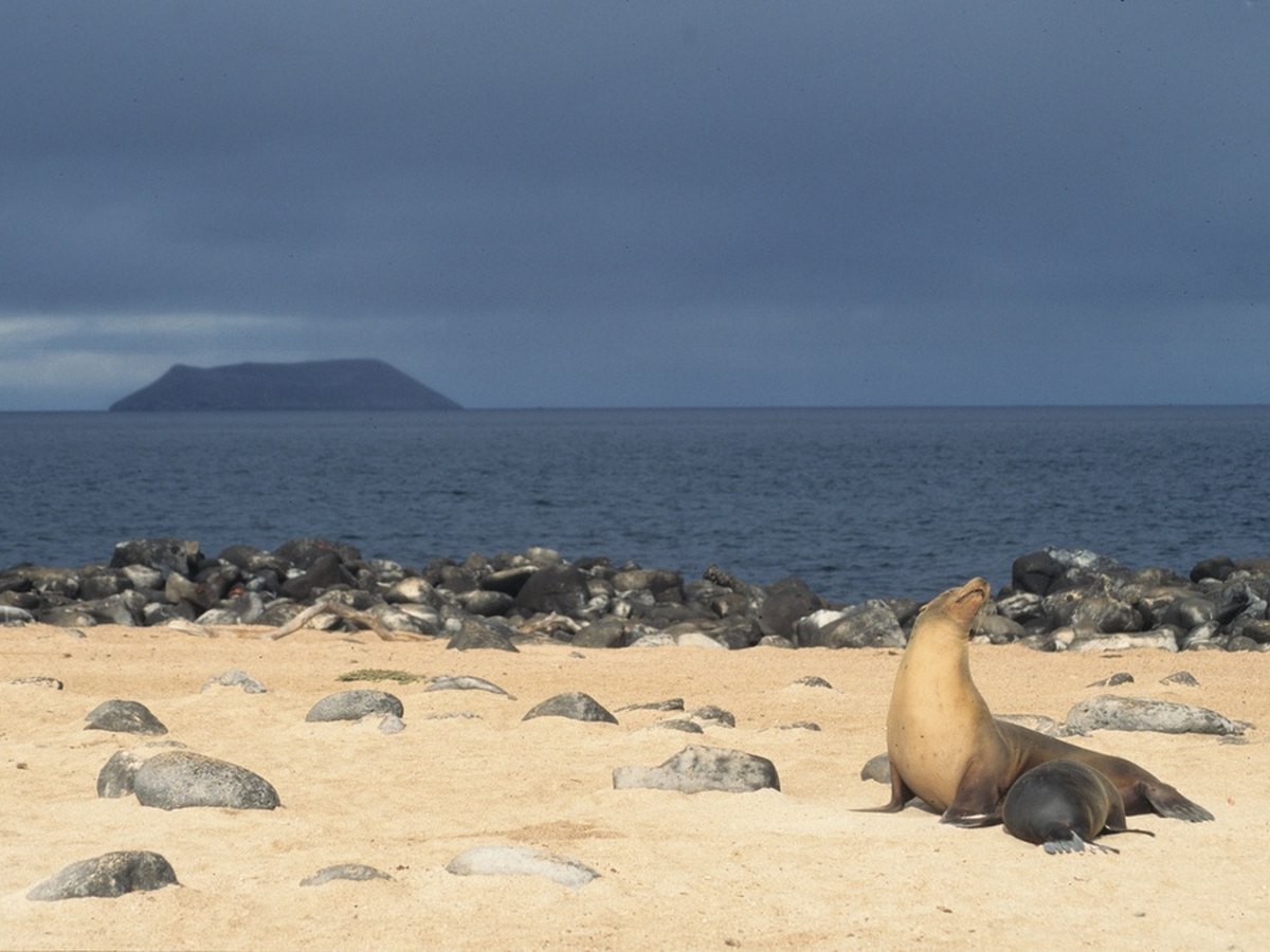 Galápagos-Seelöwe an einem Sandstrand der Inseln