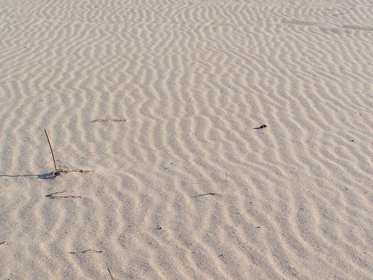 Dünen an der Ostsee