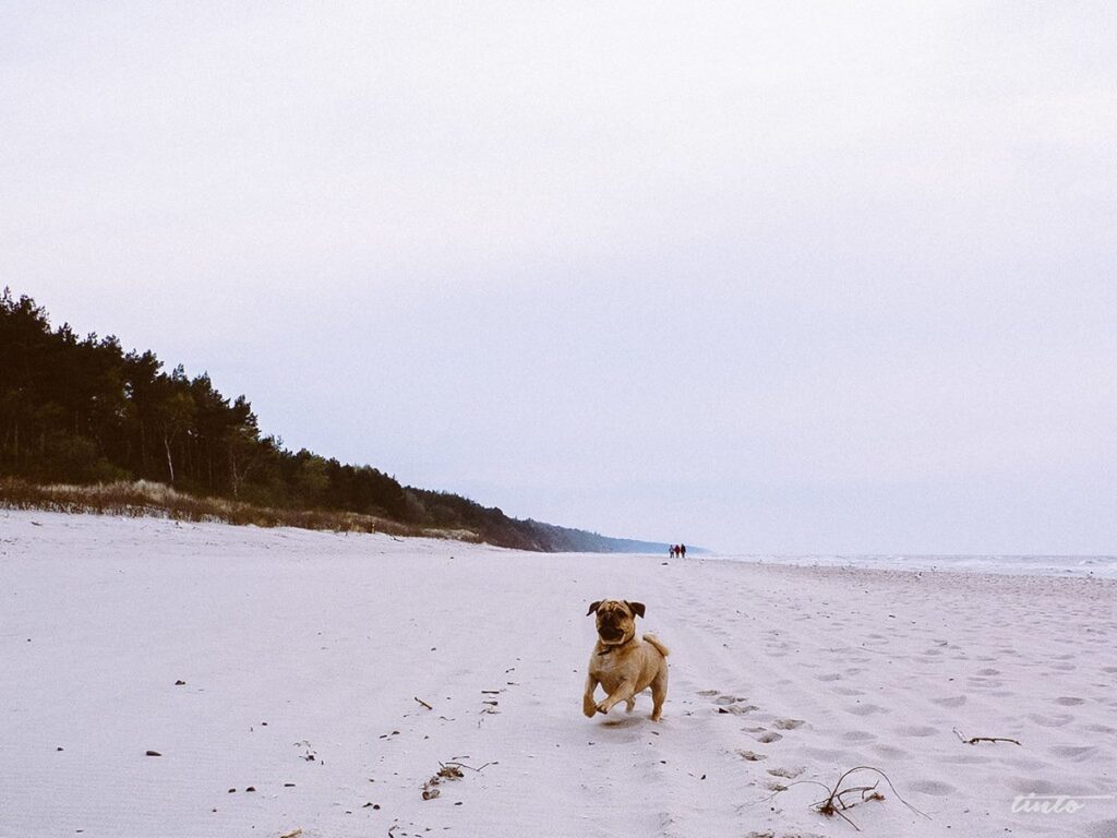 Hund am Ostseestrand