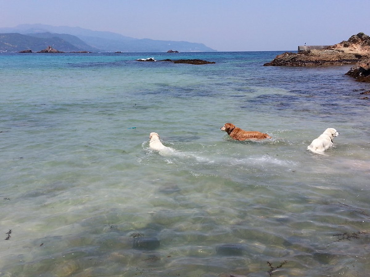 Schwimmender Hund
