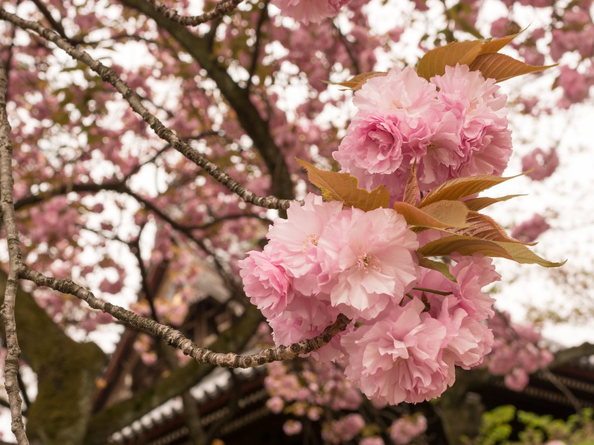 Kirschblüte vor einem Tempel in Japan