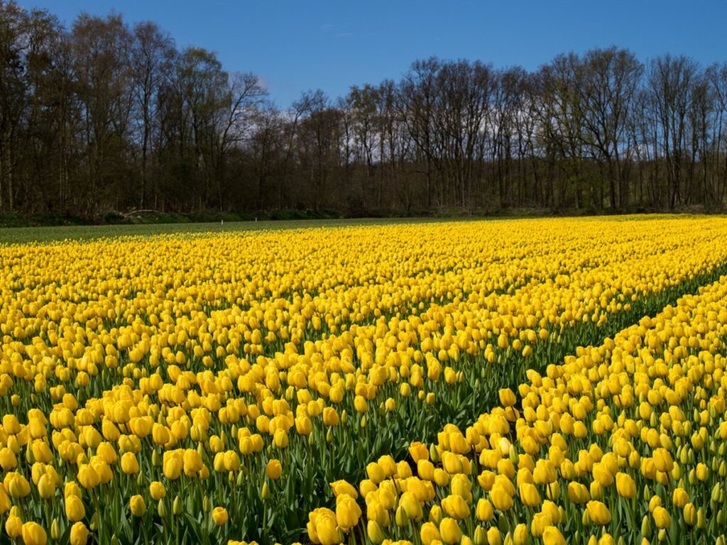 Blühende Tulpenfelder in den Niederlanden im Frühling