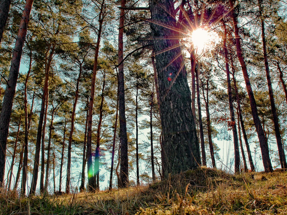 Wanderweg durch bewaldete Hügel der Eifel