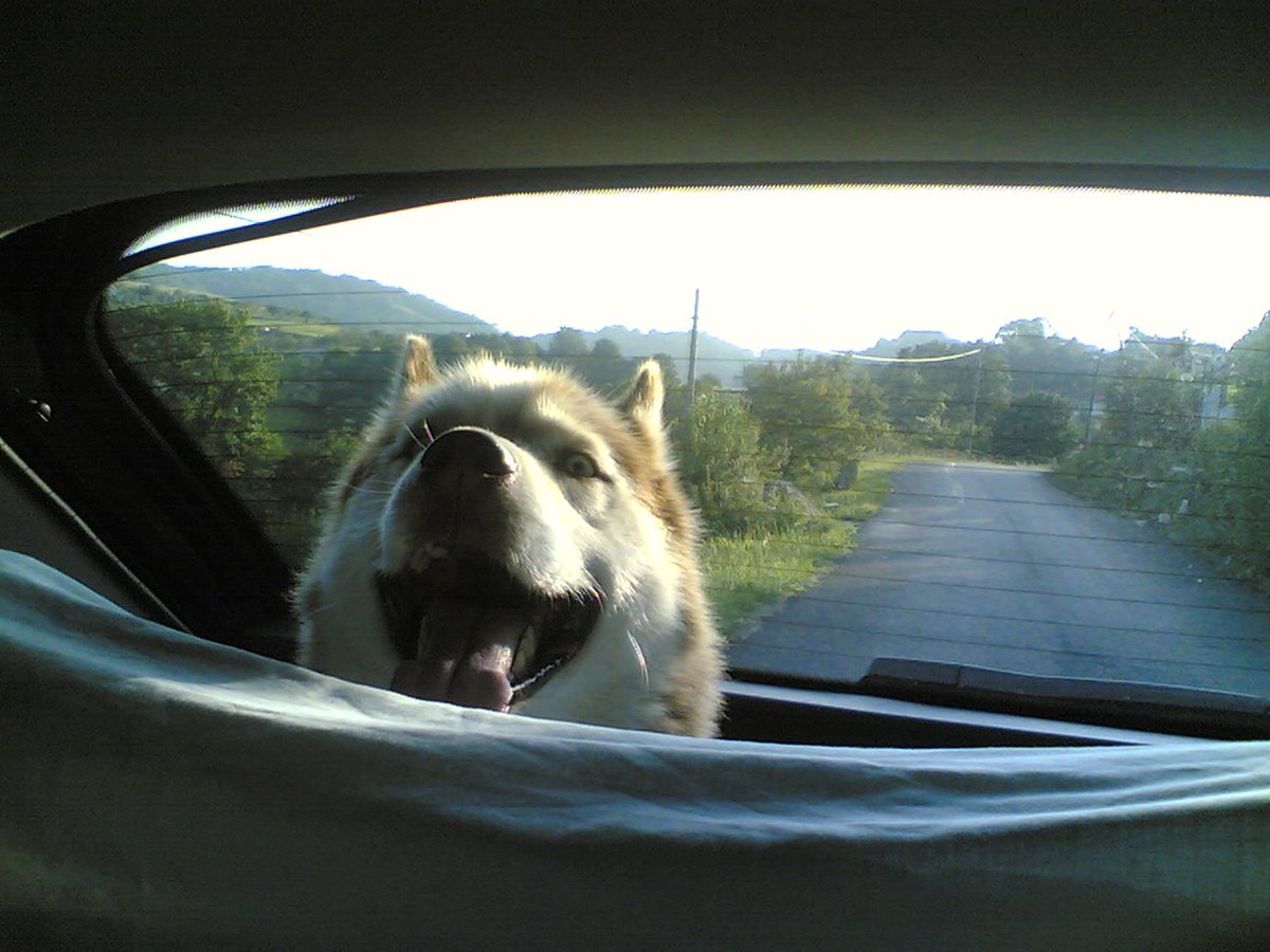Hund sitzt gesichert im Auto