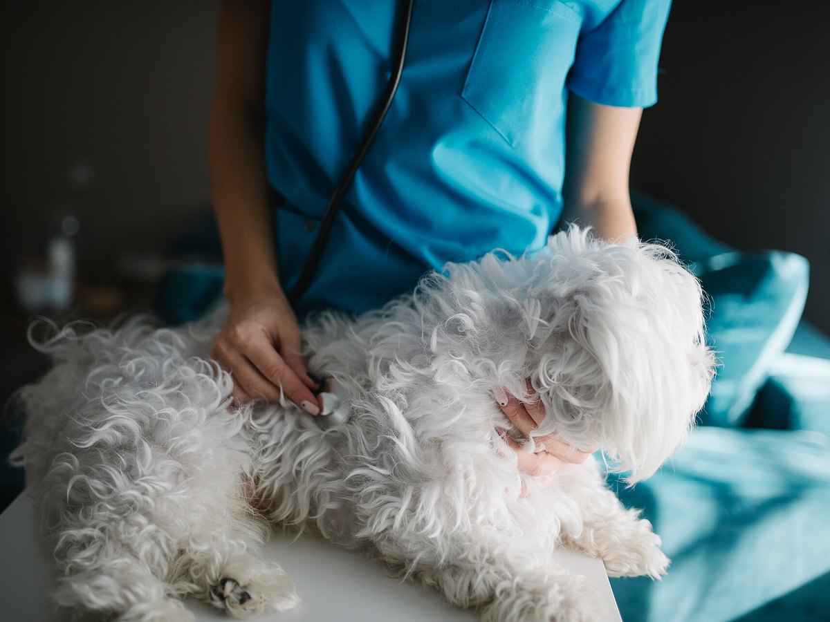 Tierärztin untersucht einen kleinen Hund mit dem Stethoskop