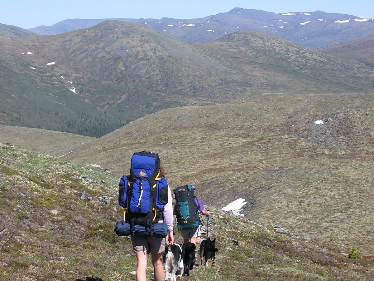 Gruppe von Wanderern läuft mit mehreren Hunden an der Leine über einen Bergpfad